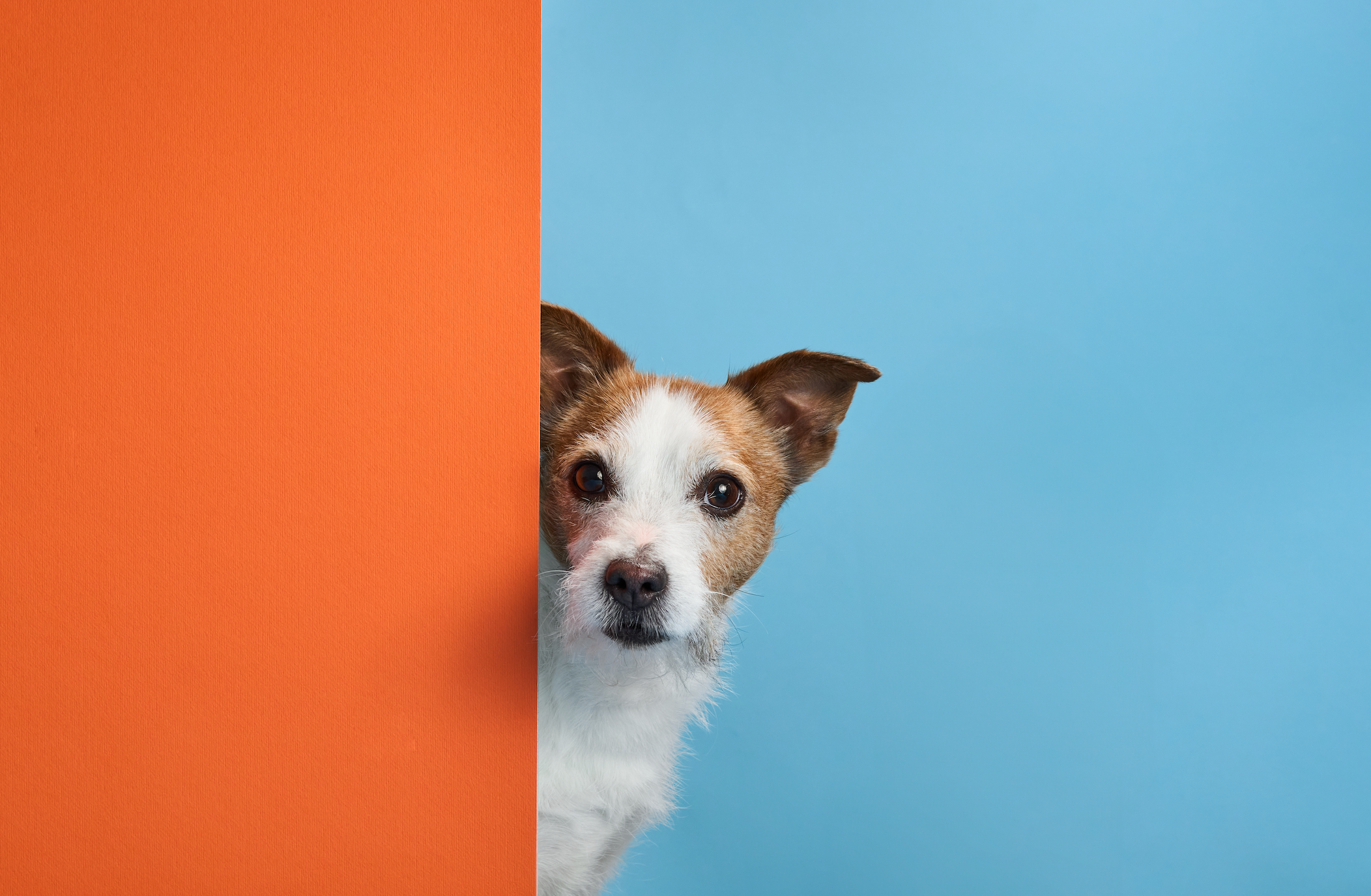Small dog peeking from behind an orange and blue striped wall